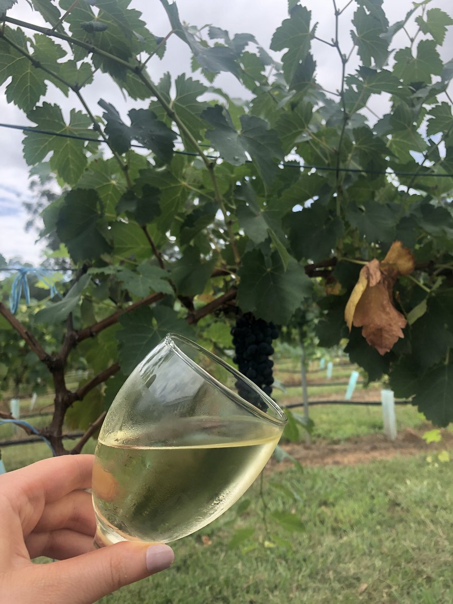 The thirteen most civilised people at the Vineyards this weekend! #HunterValley #winetasting #RnBVinedays