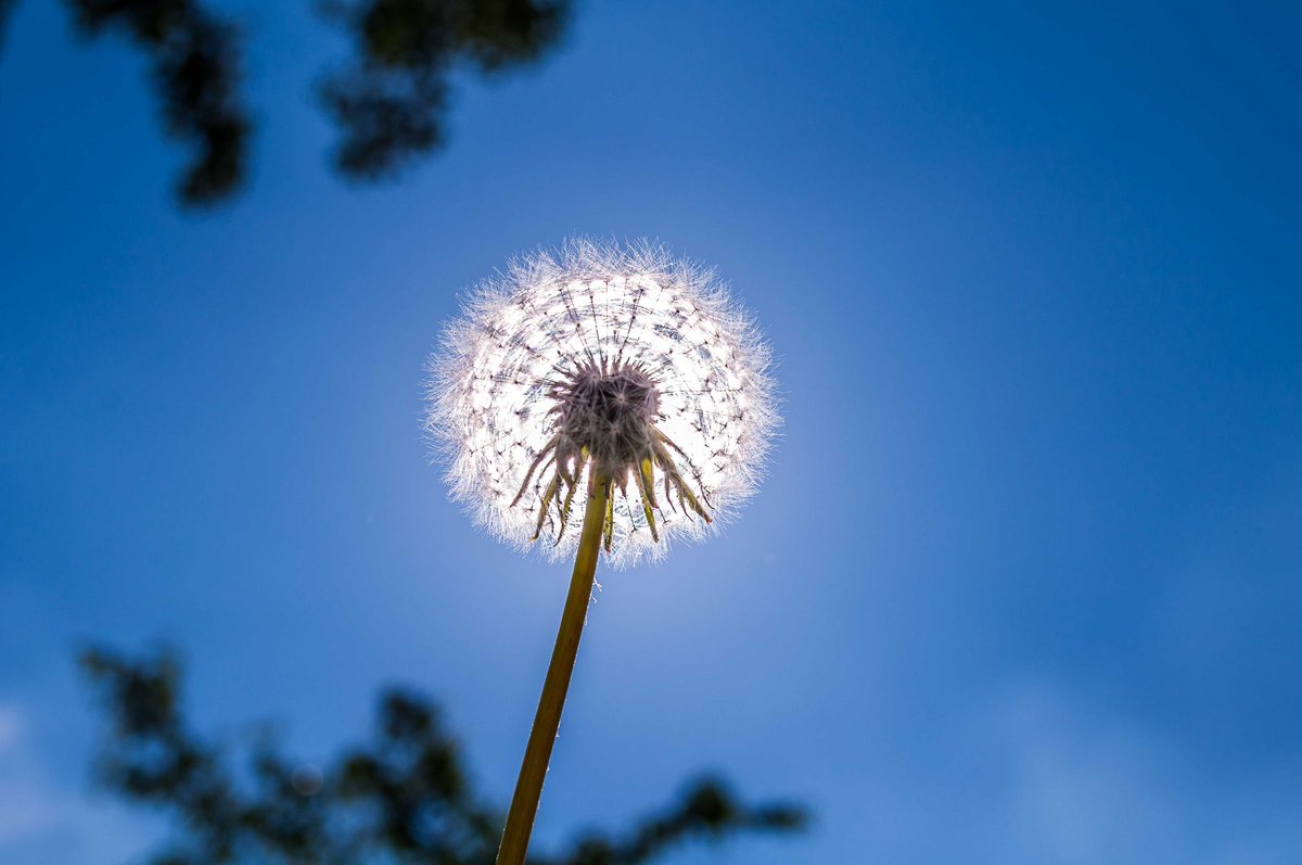 Dandelion Sky ID: 94983803
Copyright: Creativecommonsstockphotos (CCO)
