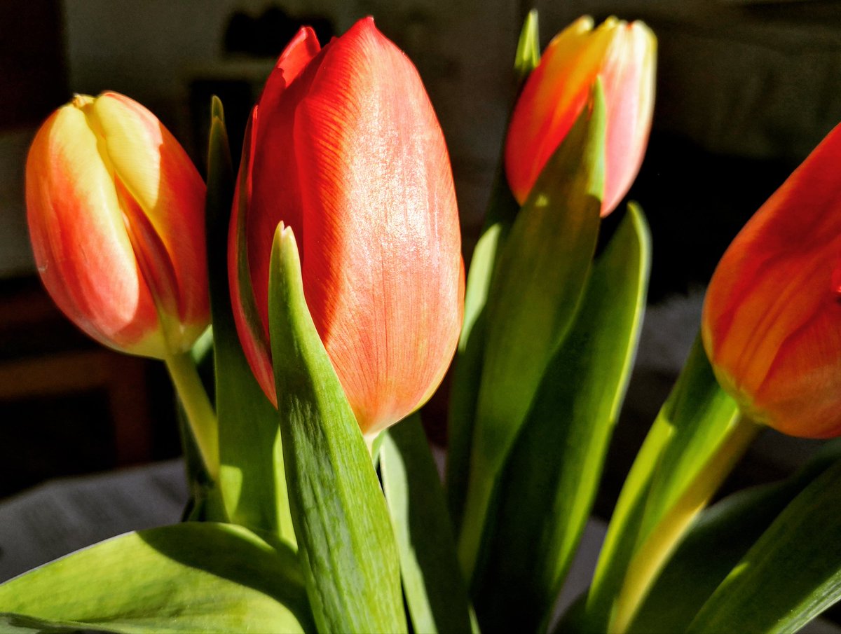 Momentaufnahme
Gerade schickt die Sonne einen Hauch von Frühling durchs Fenster.
Genießt den Augenblick!
Schönen Sonntag!