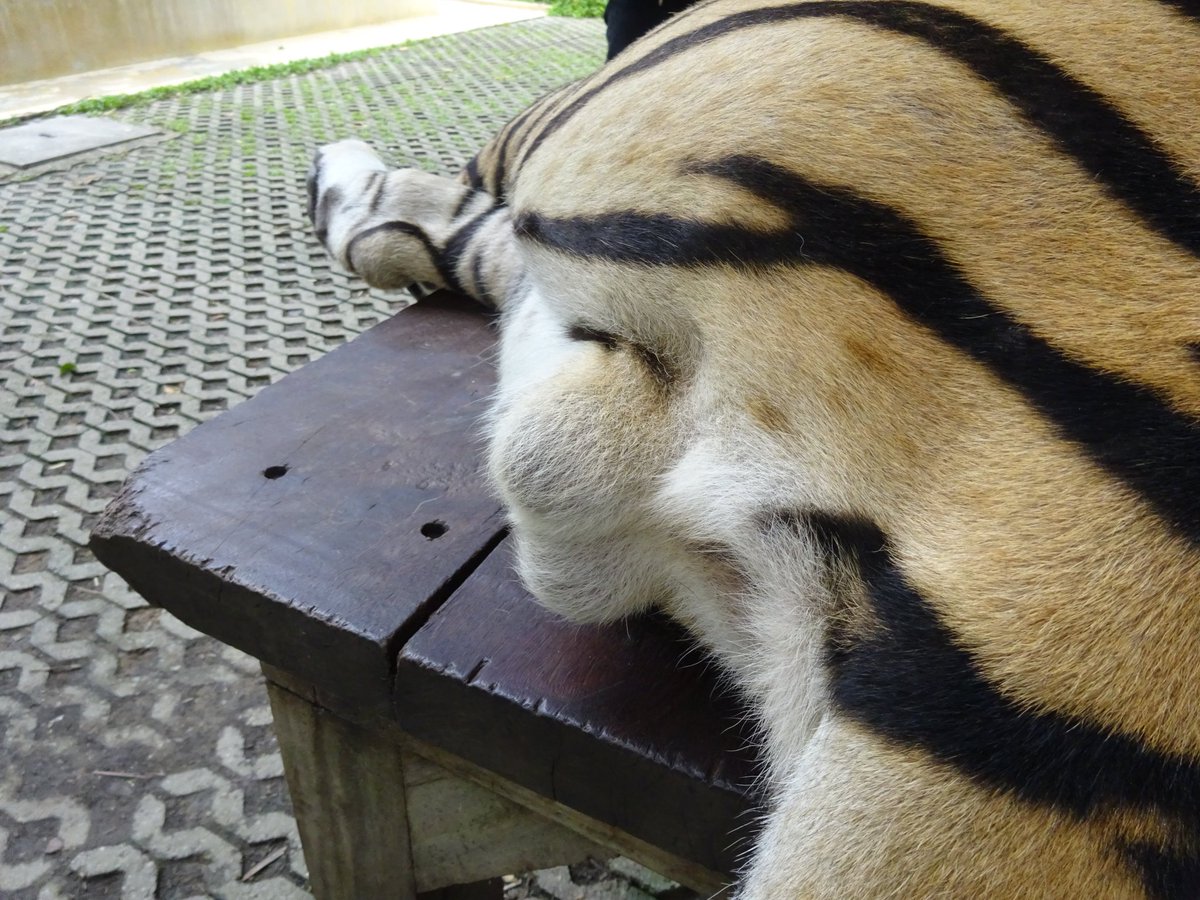 930tanaka 初めまして失礼します。 タイで撮影した虎は種類は分かり