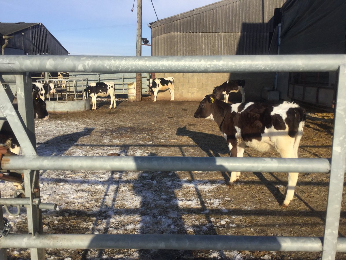 BBCWiltshire's tweet photo. Well done everyone, we are taking it very steady today on #CluelessWilts our second location with Sue at the #RowdyCow ⁦@ItsRadioCarl⁩ ⁦@stodgey⁩ ⁦@SueDaviesWilts⁩ https://t.co/Wkk9VED7vv