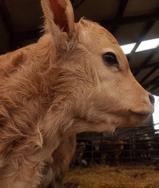 MsCatherinaC's tweet photo. #calving19 @daubracs https://t.co/jd9KzXwler
