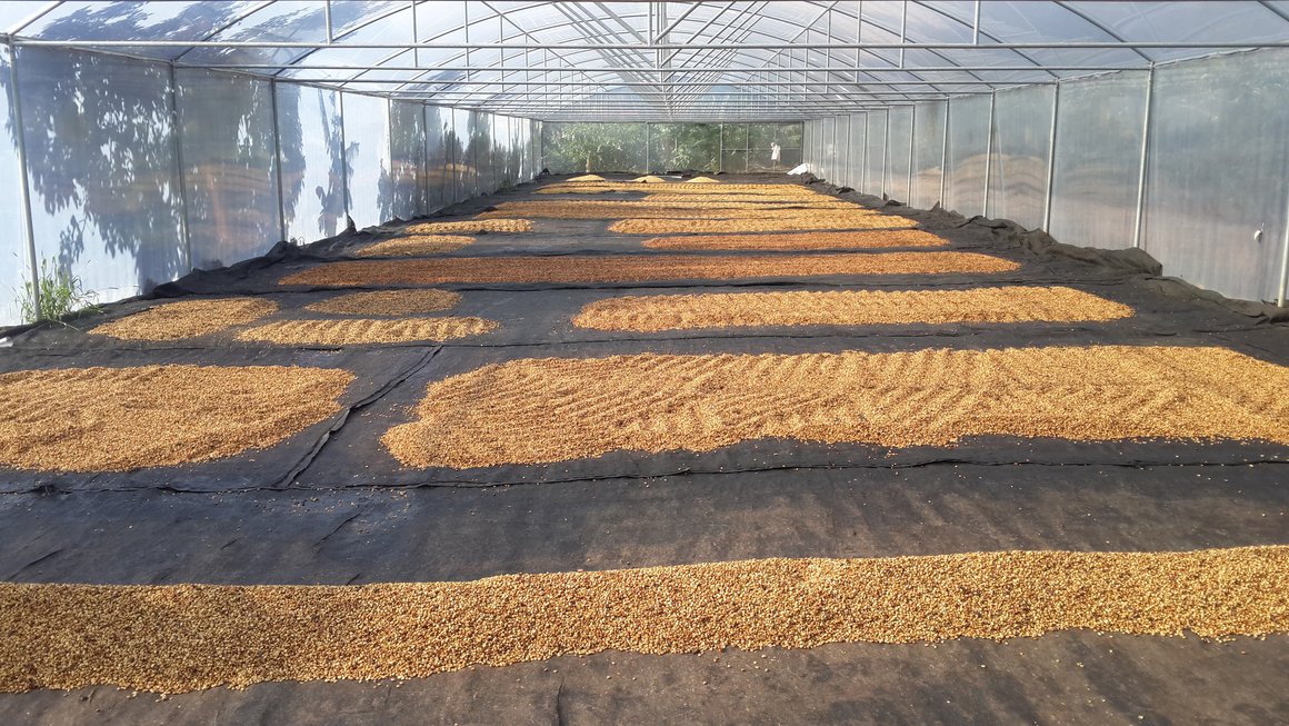 Costa Rica Honey Process and More Coffee Processing Details - mailchi.mp/freshgroundroa…