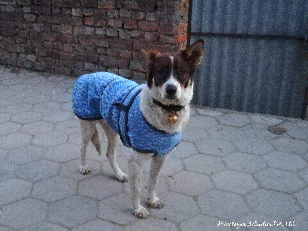 日々のネパール情報 服を着せられた犬をネパールでもよく見かけるようになった今日この頃 ペットショップには犬 用の服も売られていて ぴったりフィットした服の犬もいれば 人間用シャツを雑に着せられている犬も これはこれでかわいい つづく