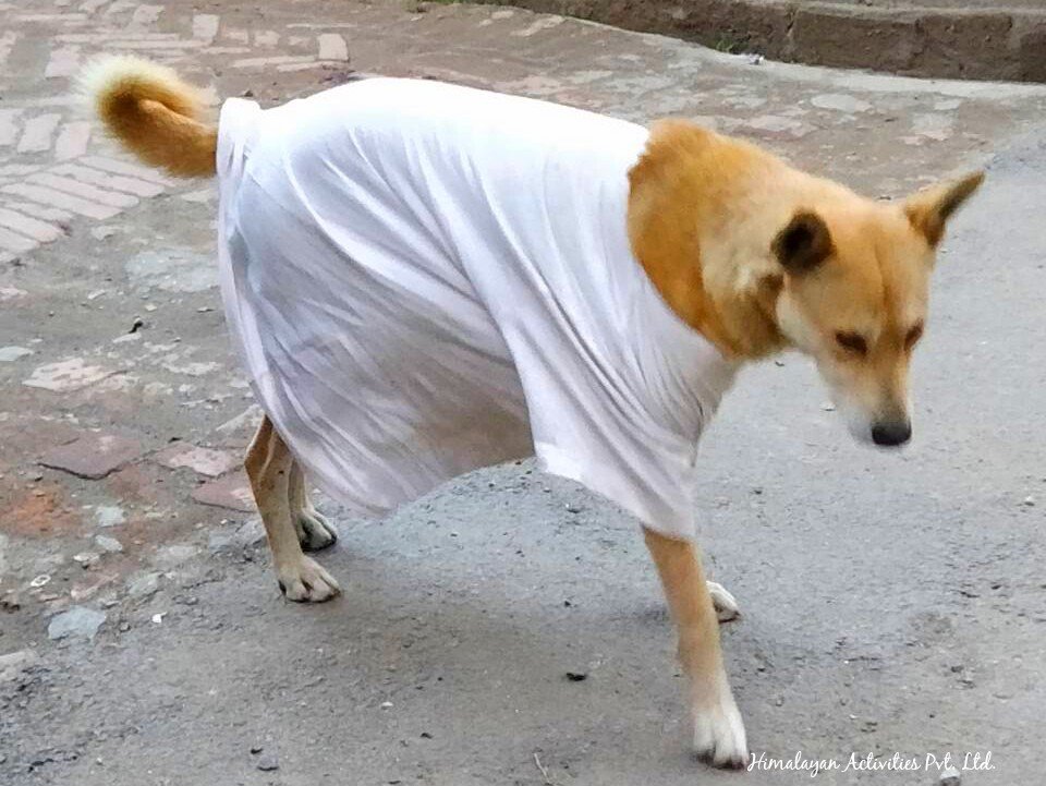 日々のネパール情報 服を着せられた犬をネパールでもよく見かけるようになった今日この頃 ペットショップには犬 用の服も売られていて ぴったりフィットした服の犬もいれば 人間用シャツを雑に着せられている犬も これはこれでかわいい つづく