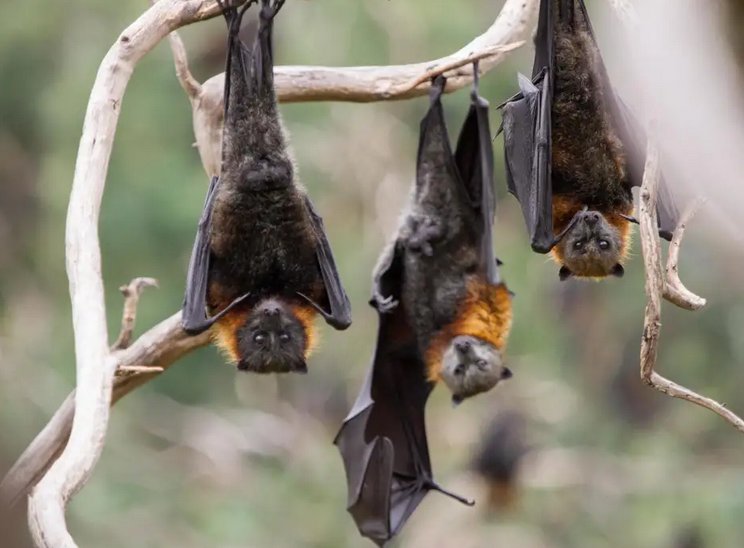 #MassDieOffs

19th January 2019 - #Bats dying 'on a #Biblical scale' due to #heatwave in #Australia

independent.co.uk/news/world/aus…

#Anthropocene #ExtinctionRebellion #Sunday #SundayMorning #sundaybrunch #Adelaide