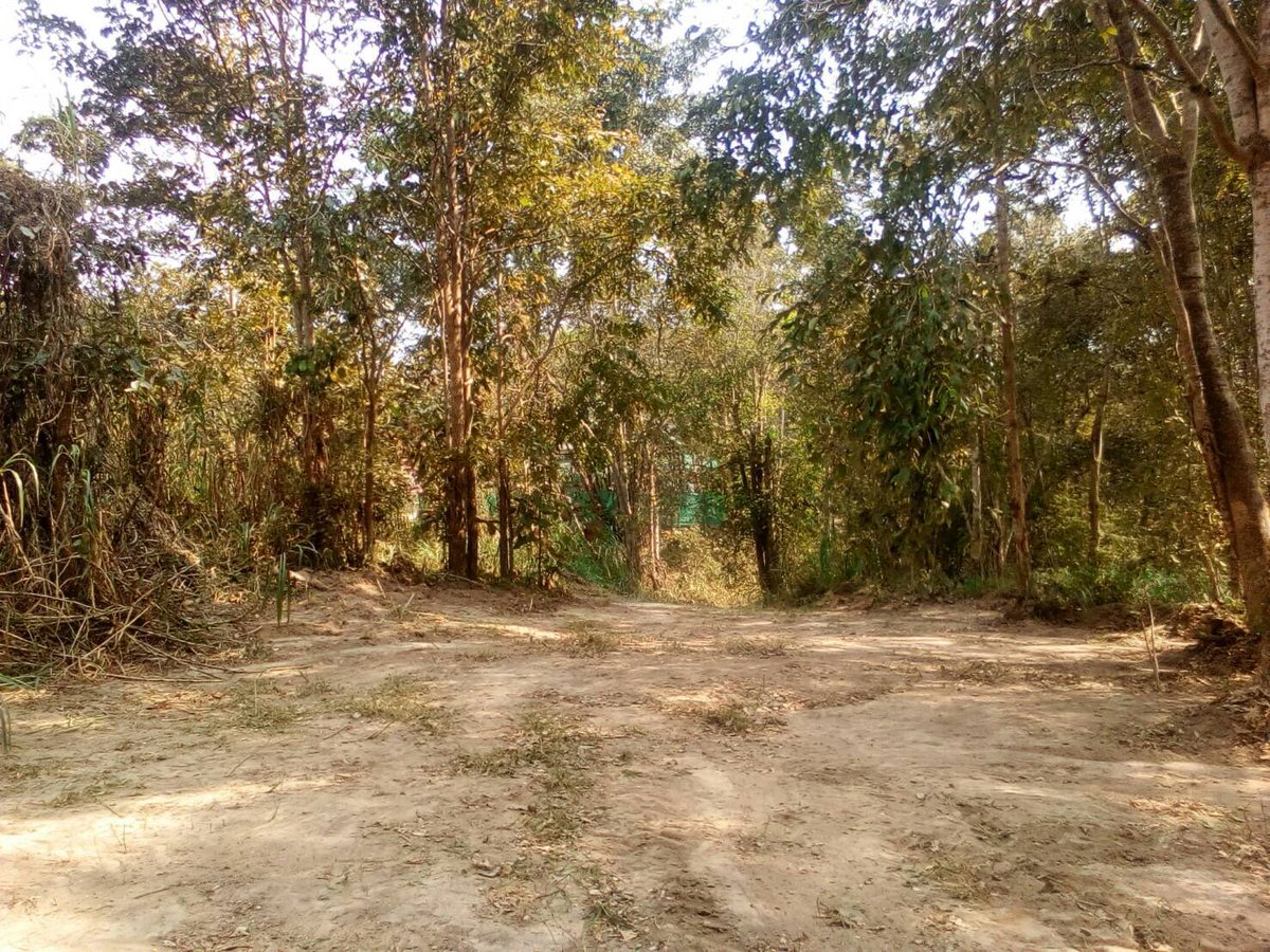 SoraidaSalwala's tweet image. #FireBreaks around @FAEeleHosp แนวกันไฟรอบโรงพยาบาลช้างฯ ค่ะ