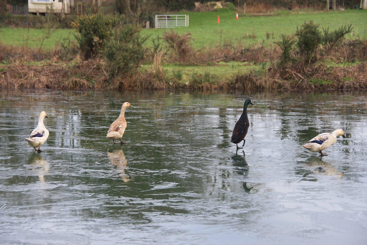 bwlford's tweet photo. First proper frost of the Winter, enough to freeze the lake but not enough to take the weight of the geese! #Bwlford #Pembrokeshire #ducks #breconbuff #geese #fishery #farmlife https://t.co/8vRrI95qd0