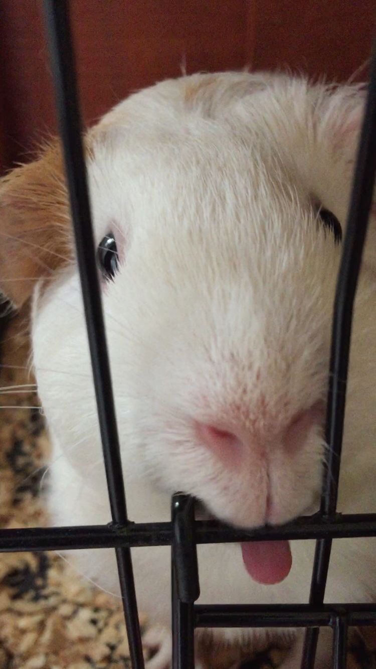 Guinea Pig Lips on Twitter "His tongue is like a lil hot dog!!! 