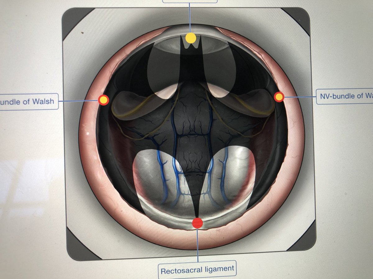 Joep Knol MD, PhD tweet media