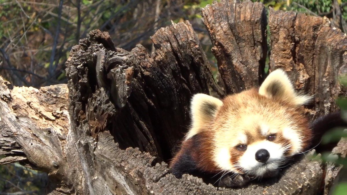 D Mover サラちゃん In 切り株 レッサーパンダ 茶臼山動物園 Red Panda Sara In Stump Nagano Chausuyama Zoo T Co Srbfakjljp レッサーパンダ 茶臼山動物園 サラちゃん 切り株 Redpanda Nagano Chausuyama Zoo Malayapanda 레서판다 小