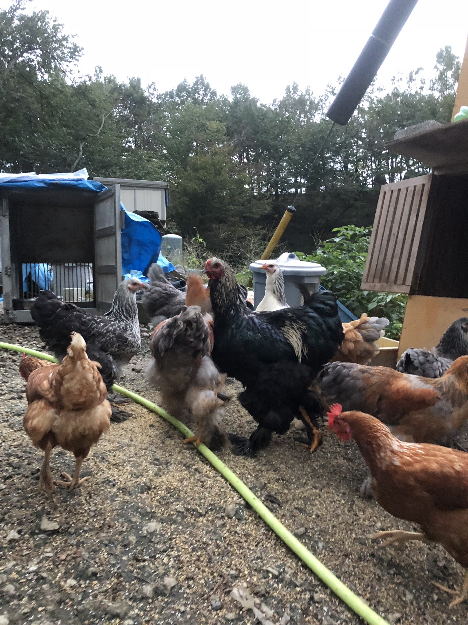 麒麟児 Kirinji 去年 うちで人工孵化させたブラマ達が一昨日8羽盗まれました 盗難場所は東京都八王子市になります 鳴き声や目撃情報がありましたらdmください 写真は昨年9月頃の物ですので現在は体長100 1cmとの事です 拡散宜しくお願いします 麒麟児 Kirinji 去年 うちで人工孵化させたブラマ達が一昨日8羽盗まれました 盗難場所は東京都八王子市になります 鳴き声や目撃情報がありましたらdmください 写真は昨年9月頃の物ですので現在は体長100 1cmとの事です 拡散宜しくお願いします