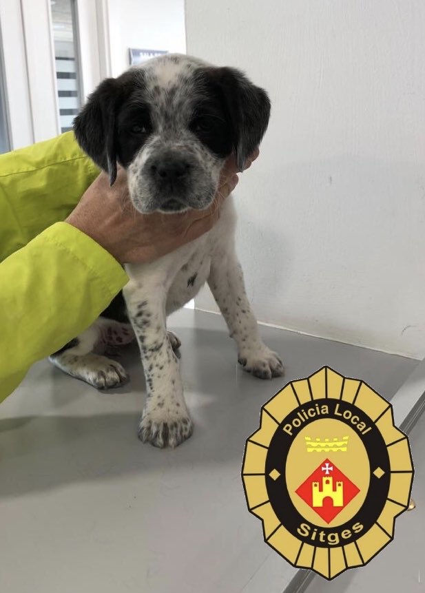 Avui ens han portat aquesta gosseta sense xip. Si ningú es fa càrrec d’ella, demà anirà al <a href="/caadpenedes/">CAAD Penedès</a> 
A no ser que algú vulgui responsabilitzar-se i l’adopti... 😉
Vinga! Ajudeu-nos a fer RT fins trobar una bona família!!