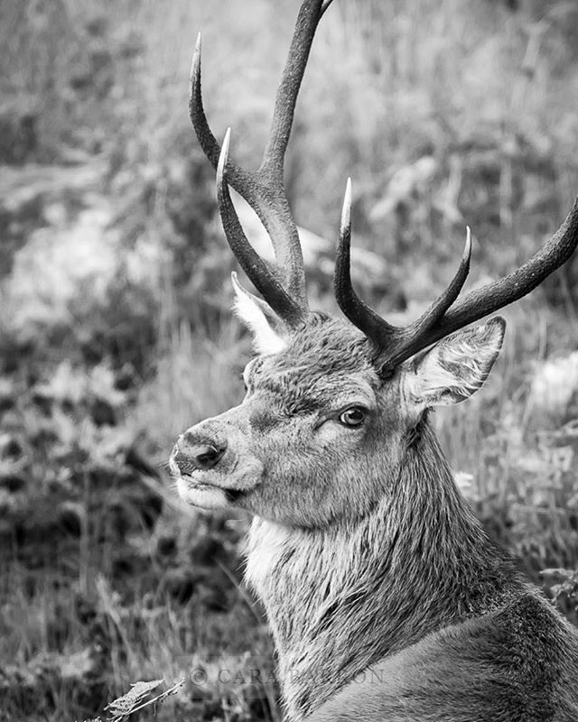 carabarron's tweet photo. Another one from the archives. ‘Caught in the act’. #reddeer #deer #whpwanderlust #blackandwhite #moodygrams #monochrome #wildlifeplanet #ourplanetdaily #whpmovement #animals_elite #gallowayforest #hiddenscotland #visitscotland #wildlifephotography #bri… https://t.co/uDHJI3l6B9 https://t.co/W4zEOW0kQx