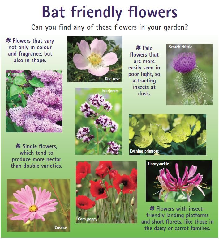 #Bats in the UK may be hibernating but there are lots of ways of making your garden more #bat and #wildlife friendly for their return in spring. Take a look at our website bats.org.uk/advice/gardeni… … and download the encouraging bats leaflet:  cdn.bats.org.uk/pdf/Resources/… … #lovebats