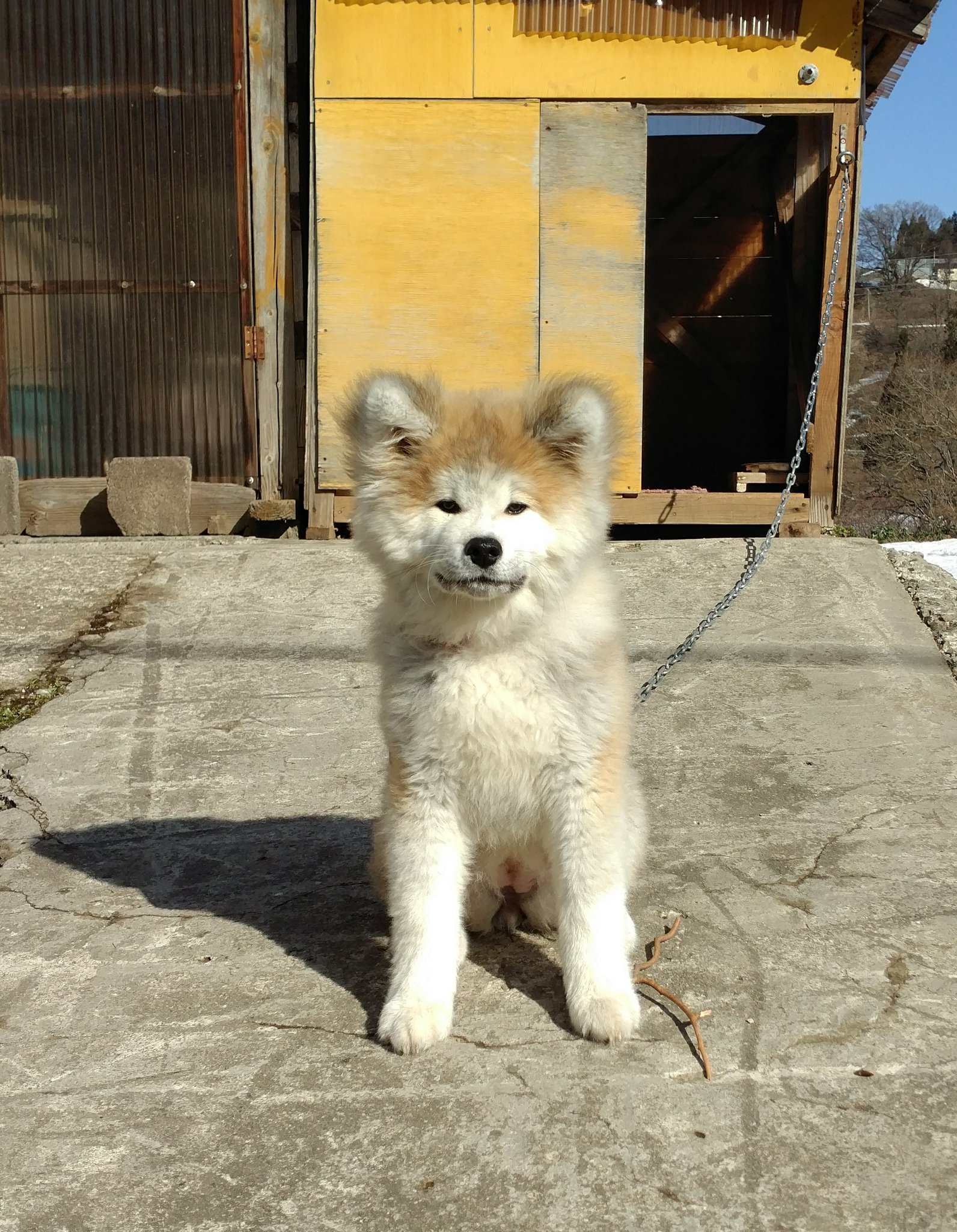 長毛秋田犬ムック 17年4月14日の記録 生後4ヶ月 体重が10kgになりました お外でお留守番の練習 番犬の風格あるー 秋田犬 子犬 秋田犬子犬 Akita T Co Mqctr7wegf Twitter