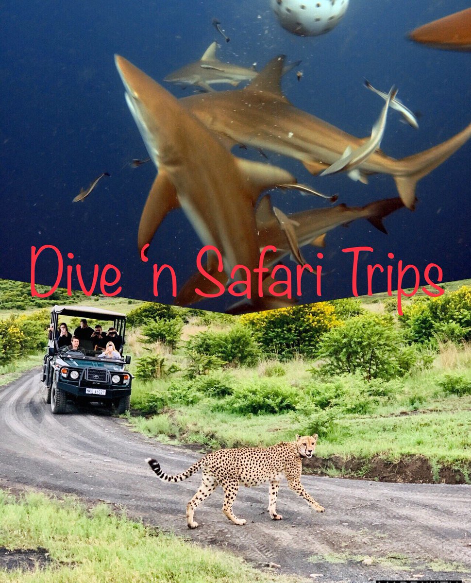 Join us for the ultimate South African Adventure! 
Dive #aliwalshoal and then an #africansafari     This is your #dreamvacation 

2x Baited shark + 4x reef dives and 6x Big 5 game drives! Accommodation &amp; all transfers ONLY R27 000 per person sharing!
