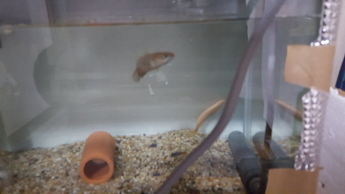 Toshi 床置きだった水槽を水槽台を買って移動完了 総合ペットショップで水槽台安くなってたので購入 組み立ては初めてだったので40分かかってしまった アクアリウム 熱帯魚 ブルーレインボースネークヘッド ポリプテルスセネガルス