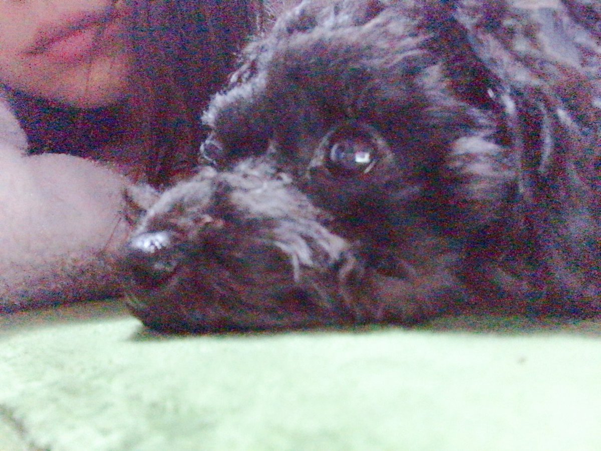 リリーa K A Dj黒髪のリリー うぶ2回目のヒート ソワソワキョロキョロしたり ショボンってうつ伏せなってたり 笑ける位うわの空やったり 3枚目とかもう全てを諦めてそうな表情してて草w 食欲不振に 下痢に嘔吐になかなか辛そう 今日はつきっきりでいる