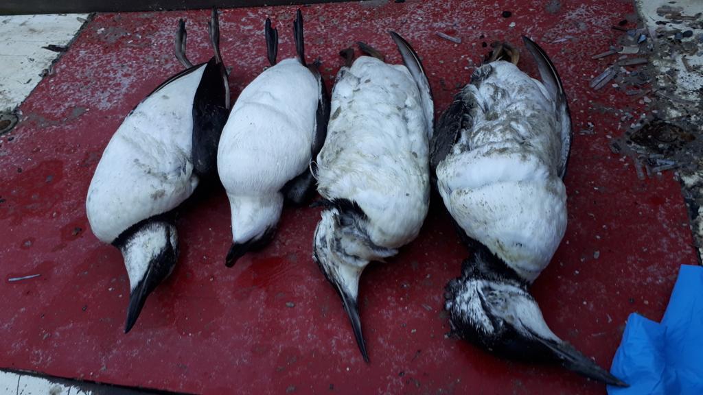 BouwmeesterHb's tweet photo. Vanmorgen strandtraject op #Vlieland gelopen. tussen Posthuys en badhotel stuk of 30 dode #zeekoet + 2 levend , 3 #alk , 1 #noordsestormvogel en meerdere meeuwen. Ook tempexbrok waarvan werd gevreten. @waarneming @Sovon @waddentweets #waddencleanup https://t.co/NiWxsujNb8