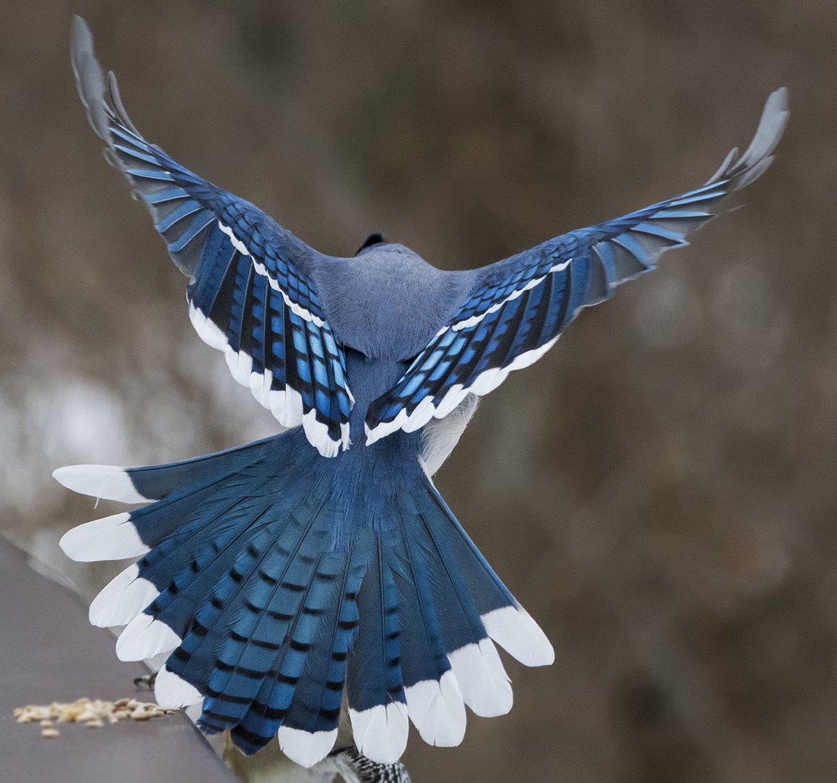 Blue Jay Flaring Feathers – Jocelyn Anderson Photography