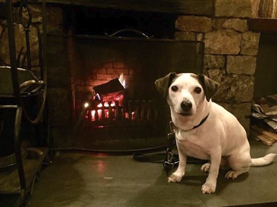 Planning a trip with your pet pooch? We're dog-friendly here at Ravenstone Manor and love treating your four-legged friend like a true VIP 🐕🐾

#DogFriendly
#Keswick
<a href="/DestinateLakes/">Destination Lakes</a> 
<a href="/KeswickTourism/">info@keswick.org</a>