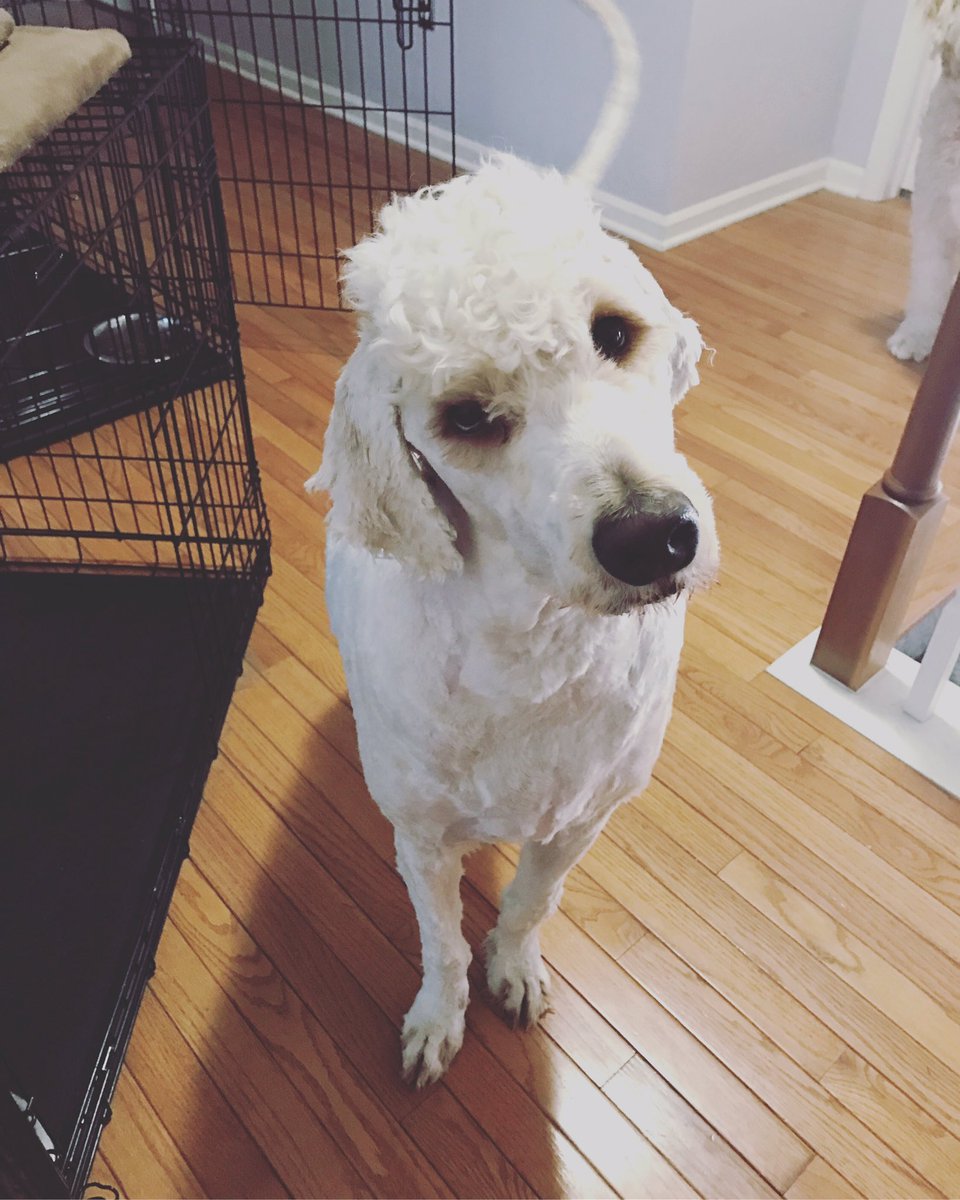 amburram's tweet photo. Thought I was just giving my dog a Mohawk... Turns out I made him patty Mahound #PatrickMahomes #mvp https://t.co/JZT22rMdeh