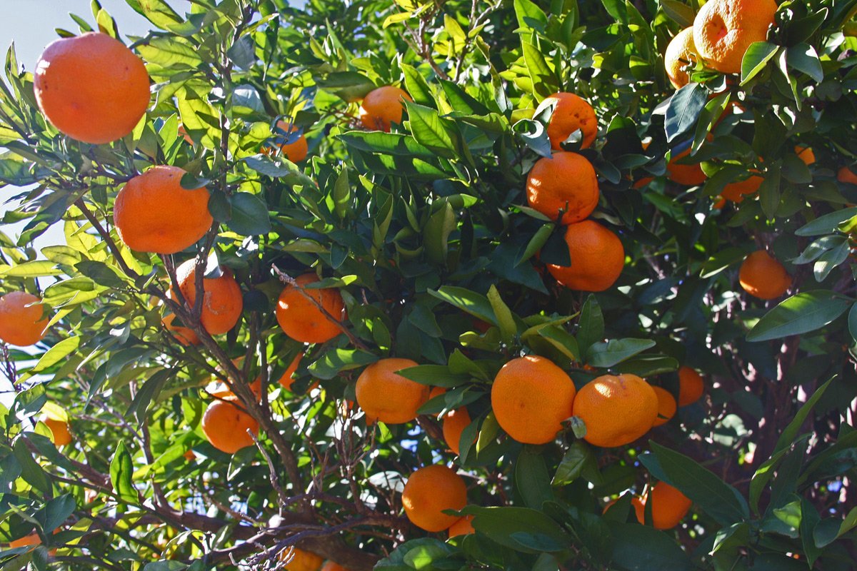 мандарин дарахти. субтропики мандарины. мандарин мева. где мандарина. сорт сатсума абхазский мандарин.