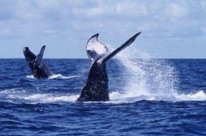 TorrucoTurismo's tweet photo. Durante los meses de diciembre a marzo arriban las majestuosas ballenas jorobadas a las costas de Jalisco y la Riviera Nayarit. Miles de turistas acuden a esta región todos los años, atraídos por este espectáculo que nos regala la naturaleza.  #TurismoSustentable #TurismoMéxico https://t.co/7ZLsNeqCv6
