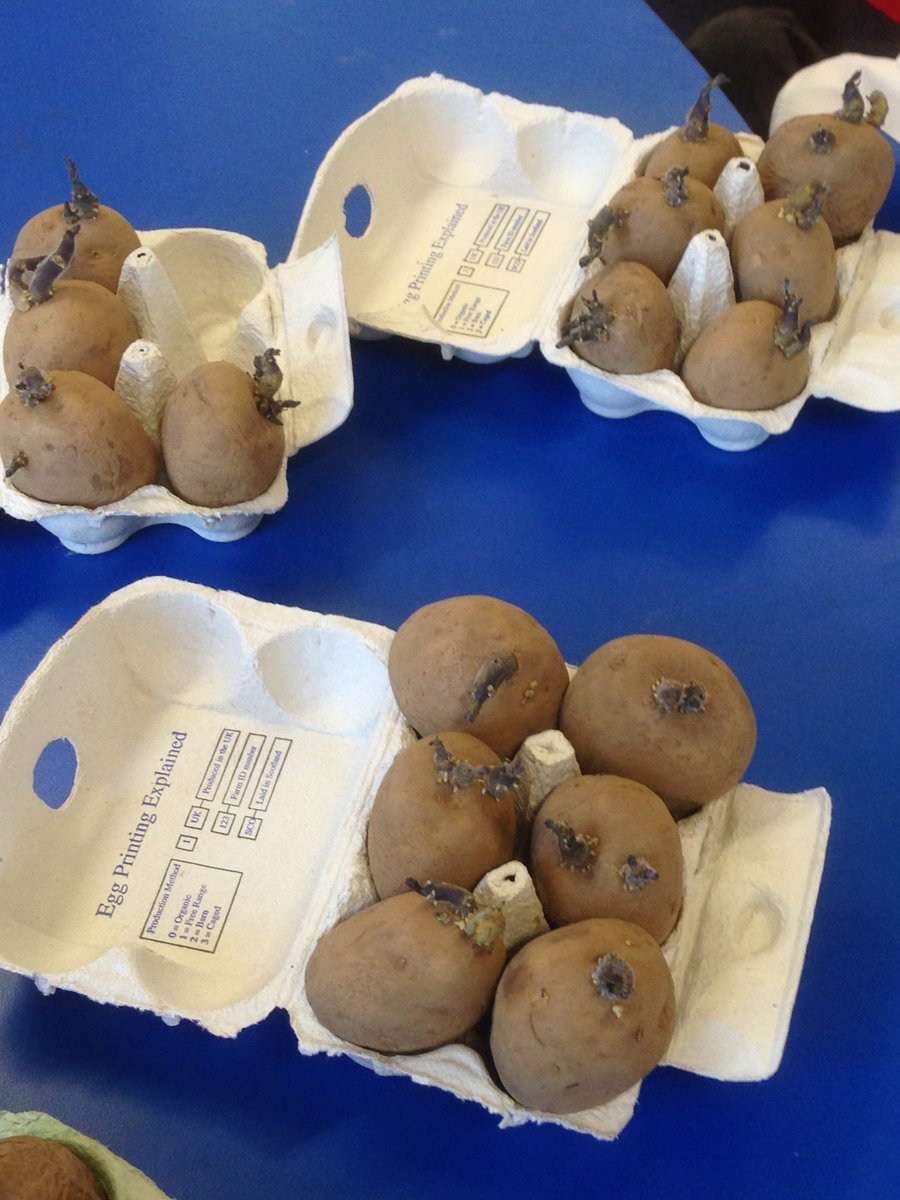 The 2019 Super Sonic Spuds project has launched! Share your photos of potatoes chitting and growing and compare progress with other schools. #SuperSonicSpuds #potatoes <a href="/DPGEastLothian/">Denholm Potato Growers</a>
