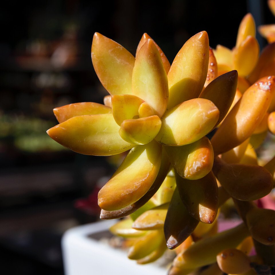 budgetplants1's tweet image. Find out why we think Coppertone Stonecrop is maybe the coolest succulent ever! youtu.be/ad26gT03rnk
#gardening #landscapedesign #landscapetips #buyplantsonline #onlinenursery #budgetfriendly #happyplanting #socal