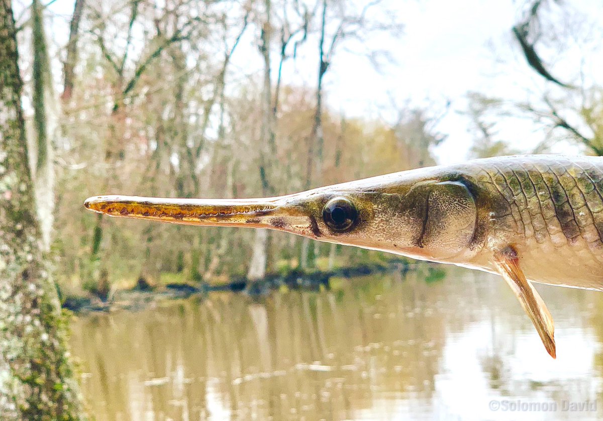 SolomonRDavid's tweet image. I use “portrait mode” on humans and non-humans alike. Here’s a Spotted Gar from yesterday’s #GarLab research🐟