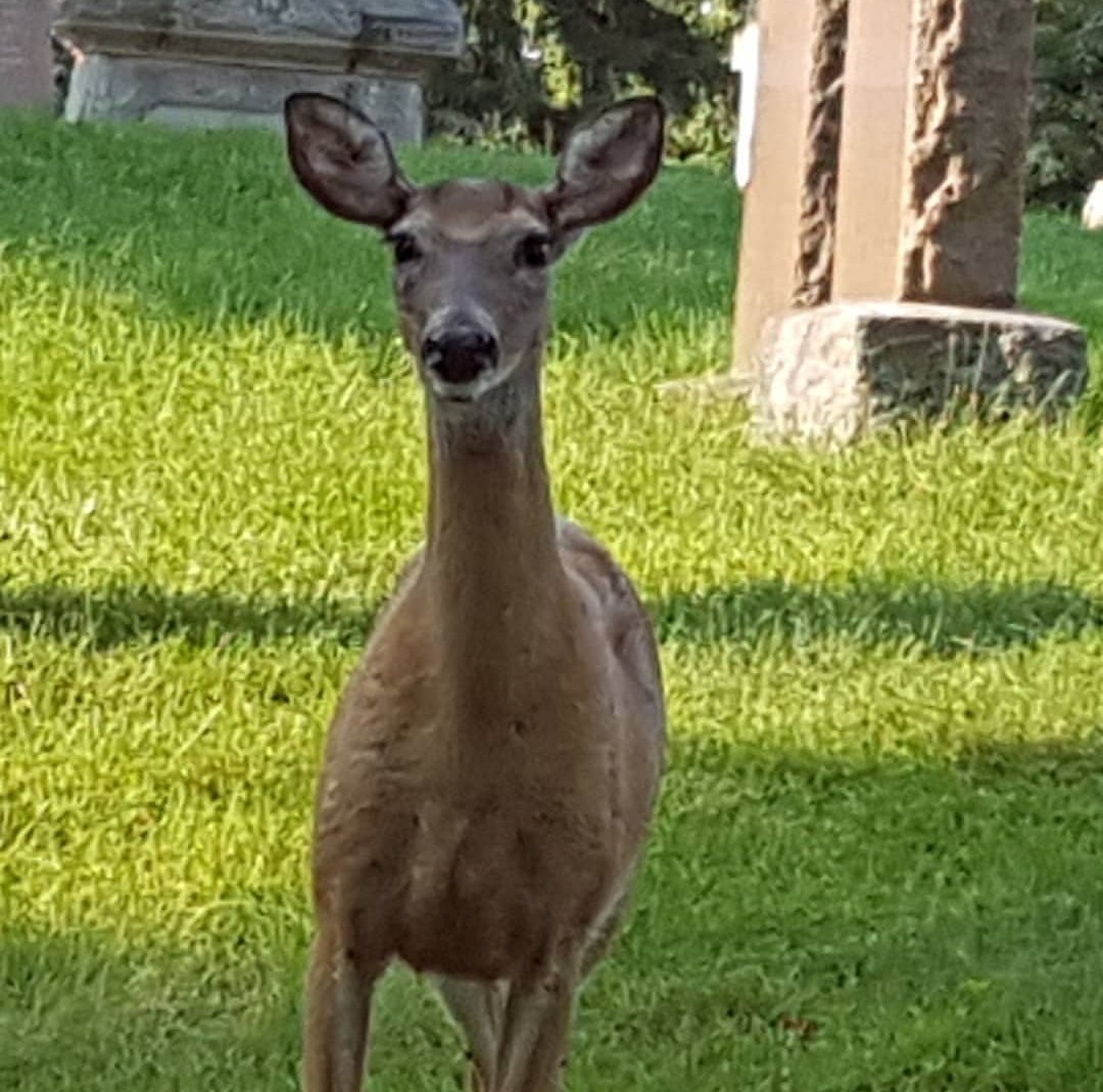 fiahfly73's tweet photo. @28DaysMore True story lol ๐ #ILOVEDEERS https://t.co/Izezj5GsAJ