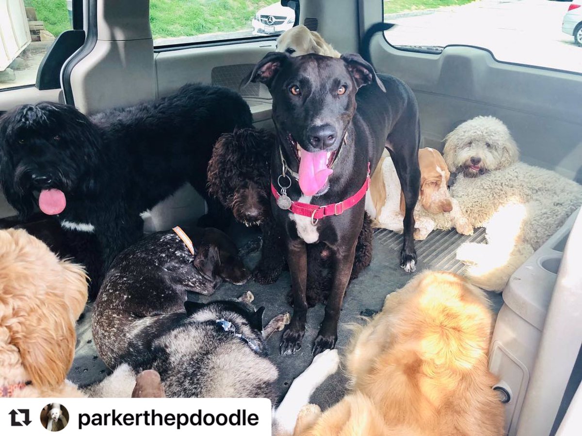 A ride from the park with my homies. Looks like I am the only one who got treated to chocolate ice cream 🐾😏
#goldendoodlesoftwitter
#doodlesoftwitter
#goldendoodle 
#chocolateicecream