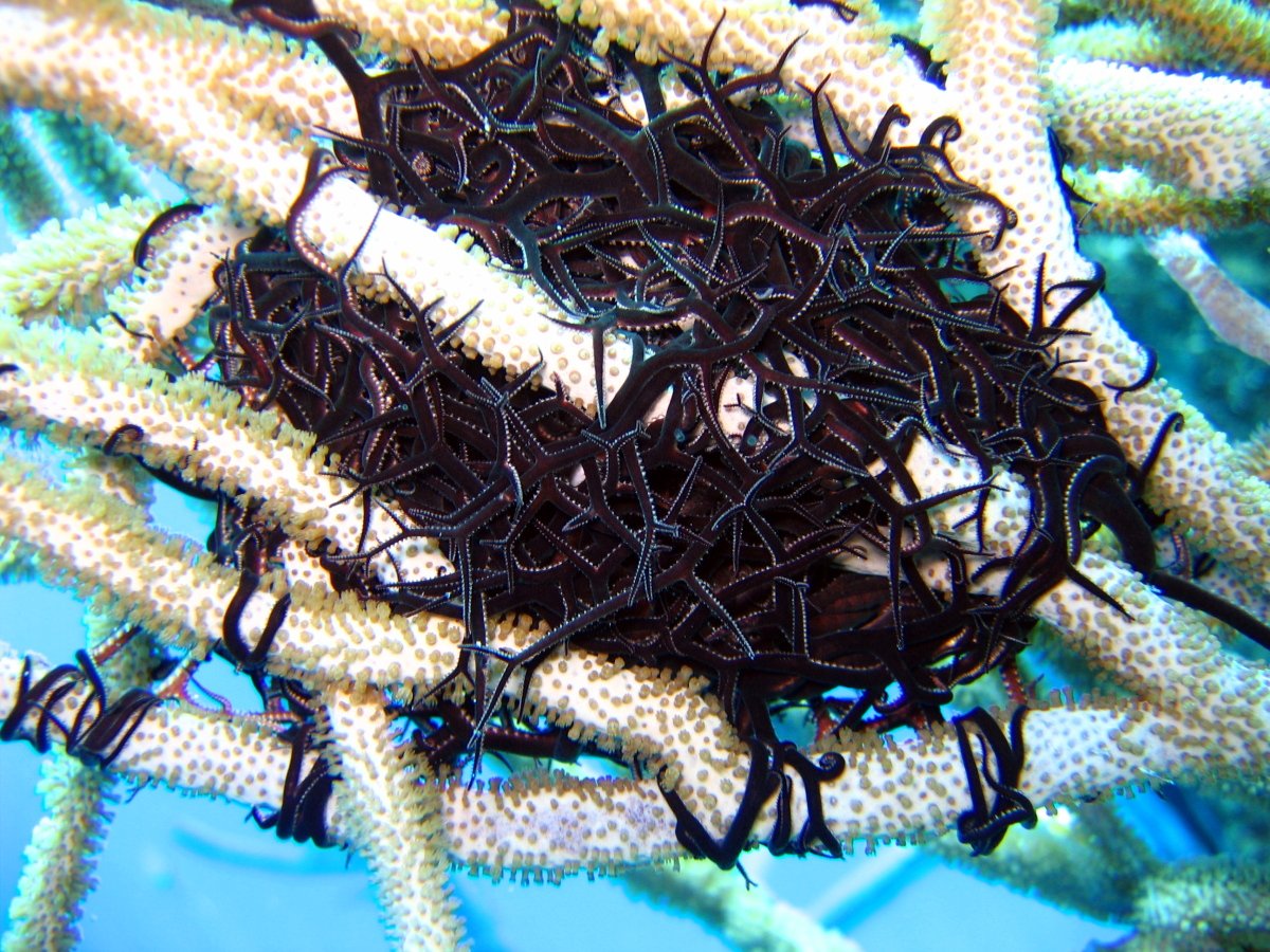 Found a giant Basketstar sleeping on a sponge yesterday in Bocas and tried unsuccessfully to wake it up to watch its weird walk. Fun facts:
youtube.com/watch?v=3khp22…