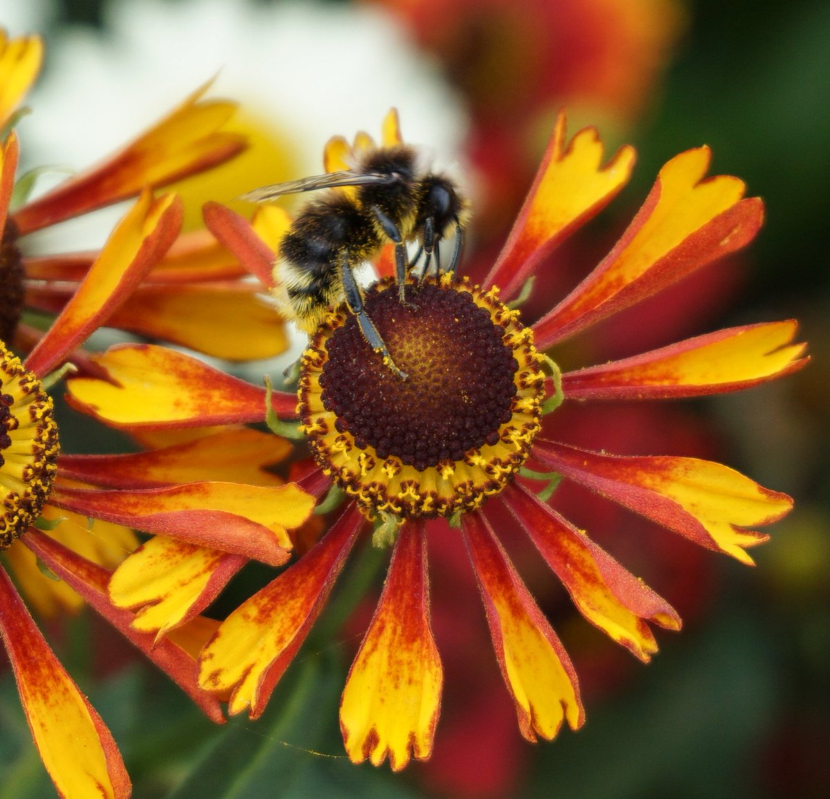 rosybeeplants's tweet photo. Excited to publish the competed 5 year research study into "Which Garden Plants Attract the most Bees". Plants can be both aesthetically pleasing and great for wildlife. Hopefully this research helps gardeners achieve both. https://t.co/6tBu8tvt6H #plantsforbees #bees #wildbees https://t.co/iYg4LX1E24