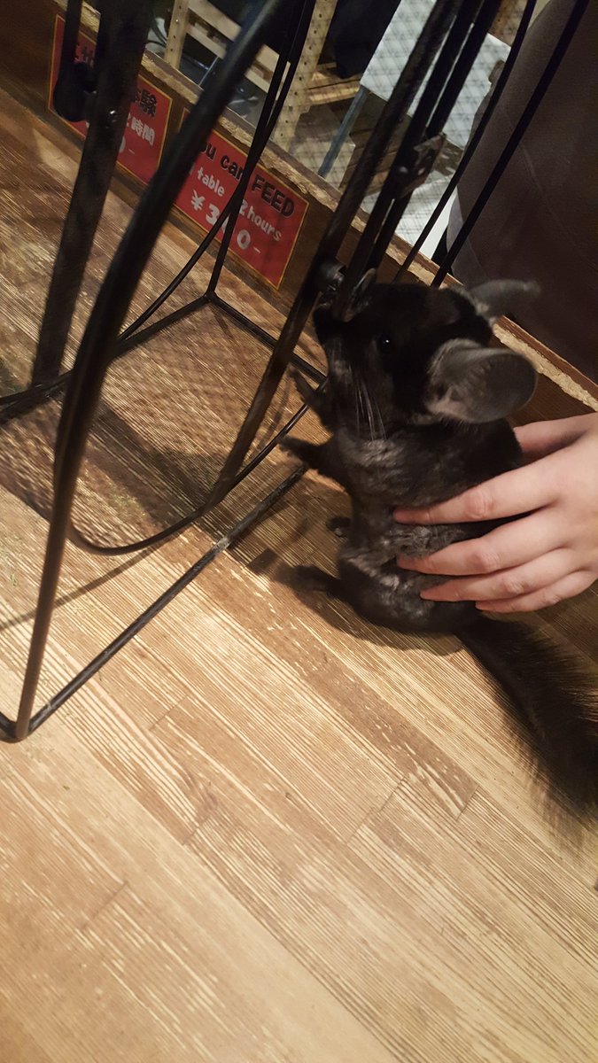 脱走癖 ট ইট র অন সন ধ ন