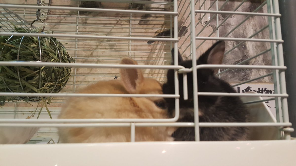 脱走癖 ট ইট র অন সন ধ ন