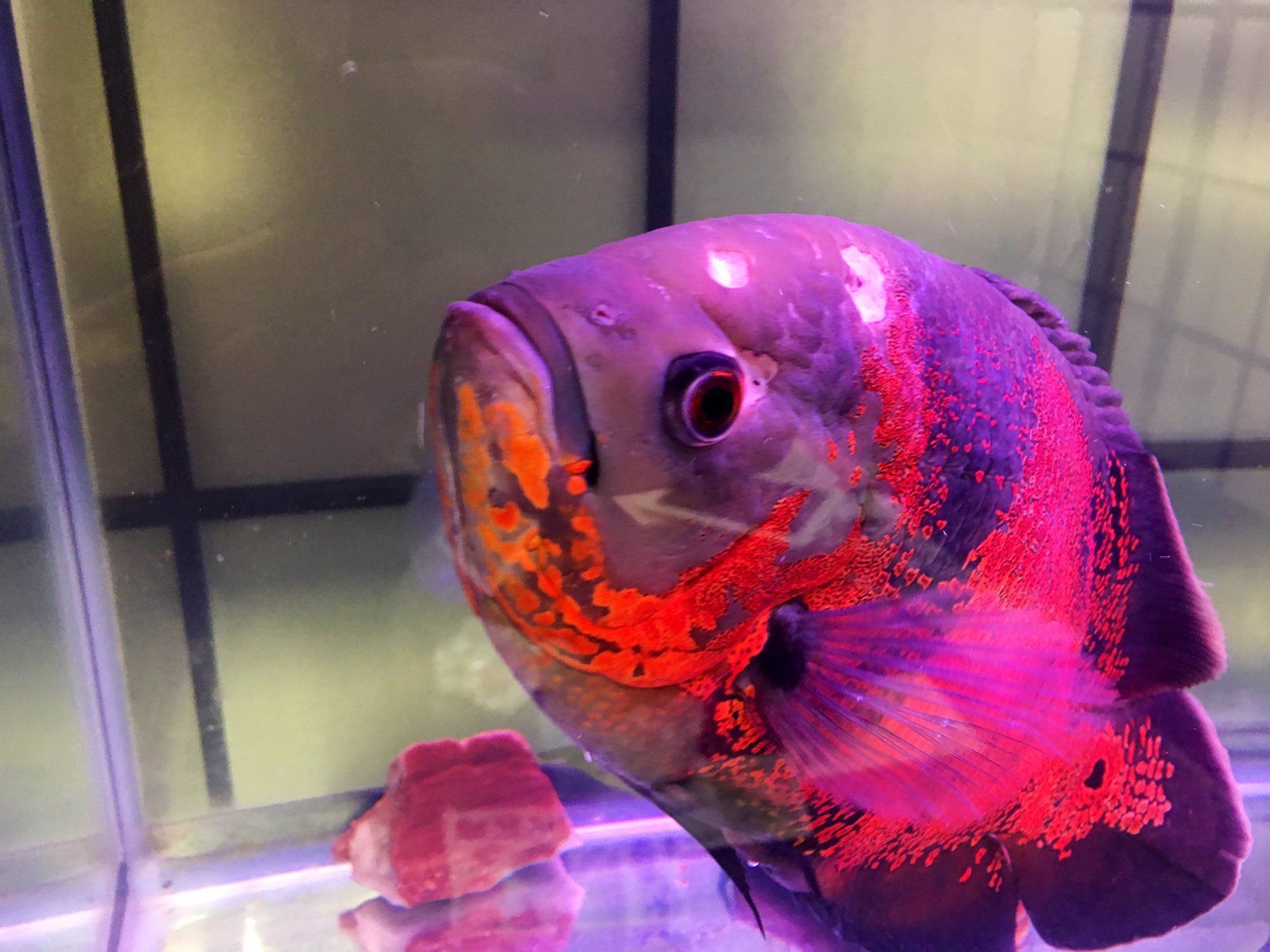 Kotohibi タイガーオスカーの穴開き病が酷くなったので 60cm水槽に隔離しました 混泳のストレスが原因だとか これで治って欲しい T Co Oewyv19rla Twitter
