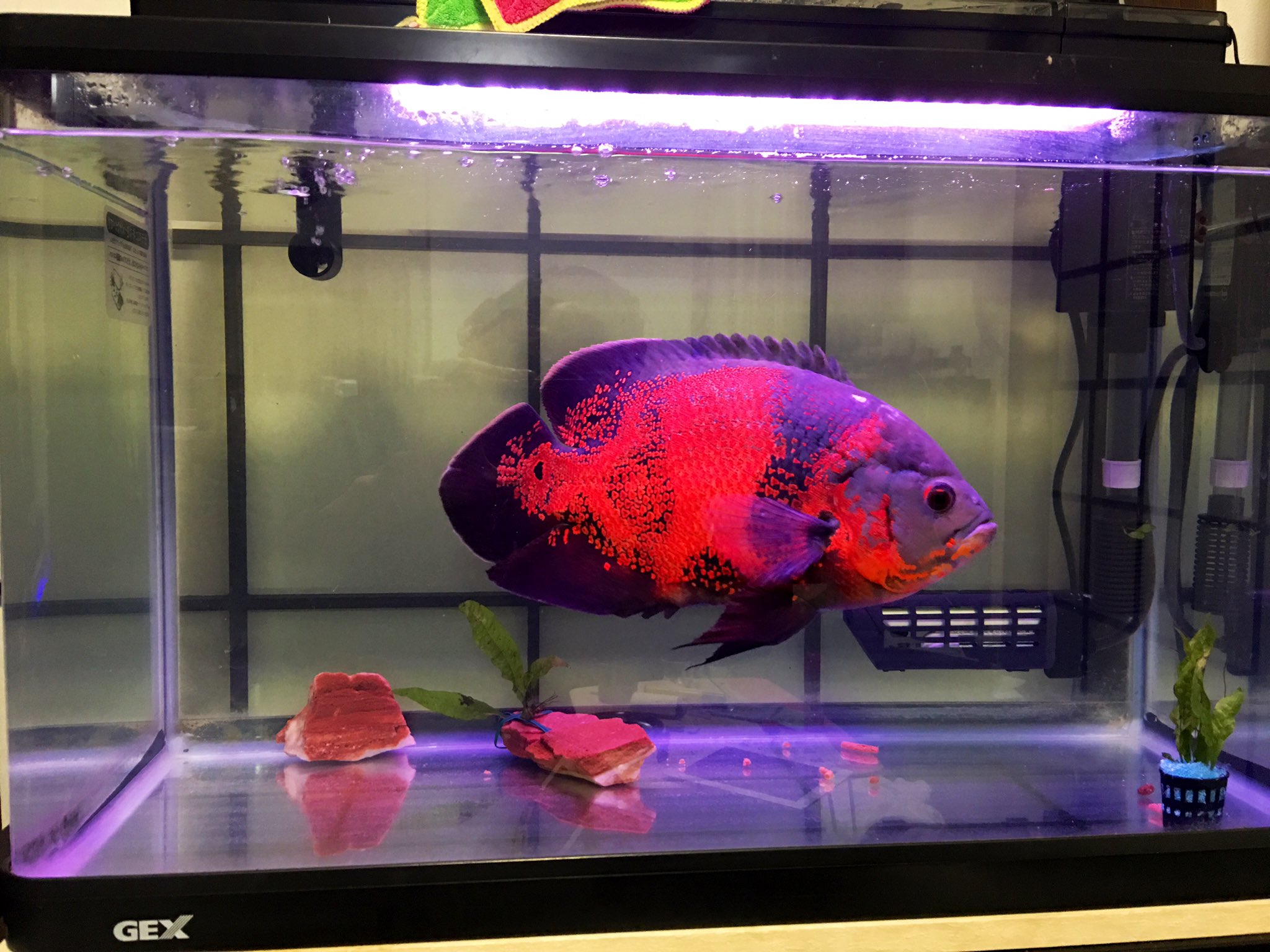 オスカー、プレコ、60センチ水槽、60水槽台