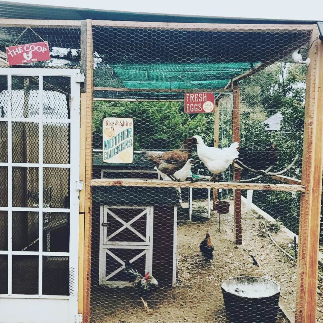 ReolinkTech's tweet image. People have giggled at Tiffany’s #ReolinkArgus2 nanny cam in the chicken coop, but this cam ends up saving her chickens’ life!
The other night a coyote was yelping and wilding at the coop. With the two-way audio, Tiffany was able to scare it off easily: buff.ly/2MFVLrx