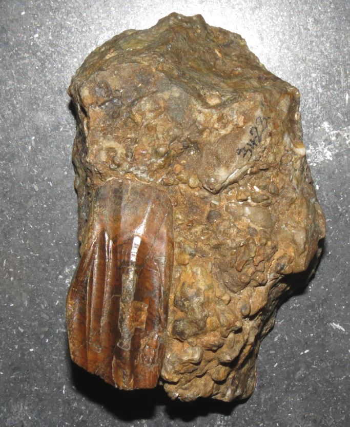 Dean_R_Lomax's tweet photo. Happy dinosaur birthday to Dr Gideon Mantell, who was born #OnThisDay in 1790. Gideon, along with his wife, Mary, discovered the first teeth of one of the most famous dinosaurs of all, Iguanodon.

Gideon dedicated much of his life to studying dinosaurs &amp; other fossils #Legend https://t.co/uaxqG7JGLF