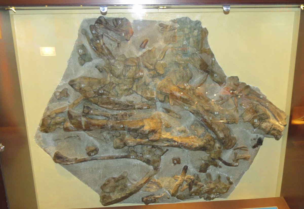 Dean_R_Lomax's tweet photo. Happy dinosaur birthday to Dr Gideon Mantell, who was born #OnThisDay in 1790. Gideon, along with his wife, Mary, discovered the first teeth of one of the most famous dinosaurs of all, Iguanodon.

Gideon dedicated much of his life to studying dinosaurs &amp; other fossils #Legend https://t.co/uaxqG7JGLF