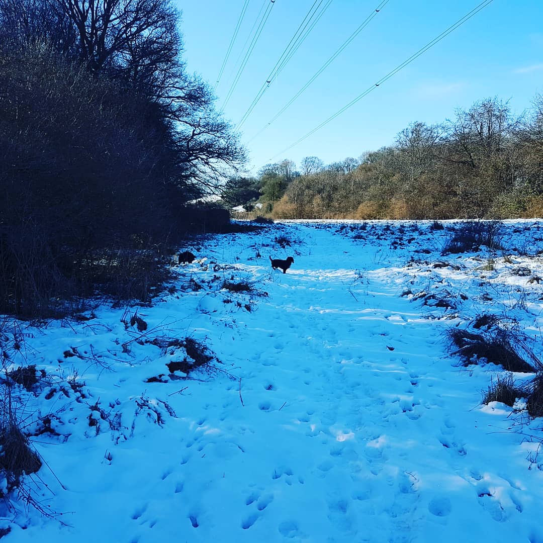 robert_phelps's tweet photo. Fun in the snow with the dogs  #workingspaniels #cockerspaniel #gundogs https://t.co/tNWlA7TKlE