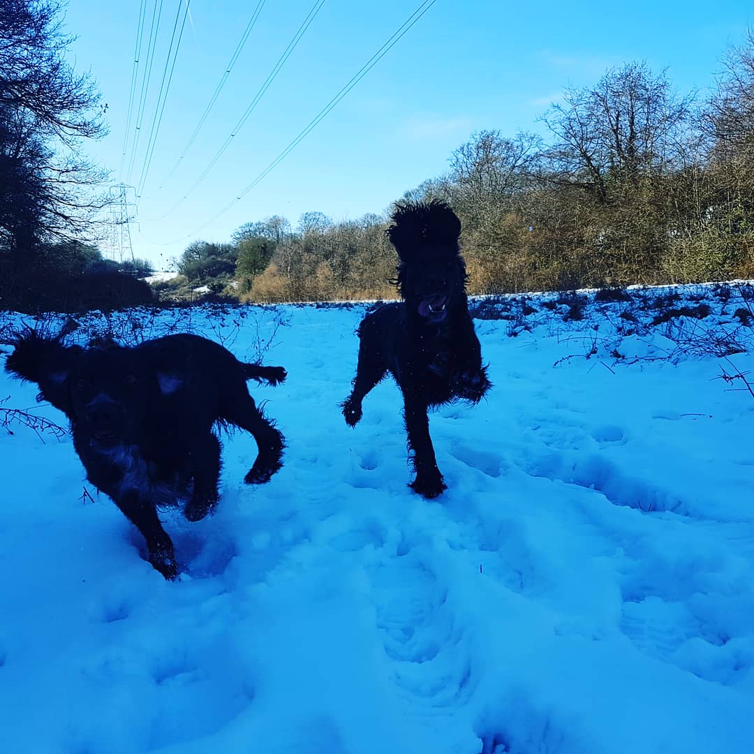 robert_phelps's tweet photo. Fun in the snow with the dogs  #workingspaniels #cockerspaniel #gundogs https://t.co/tNWlA7TKlE