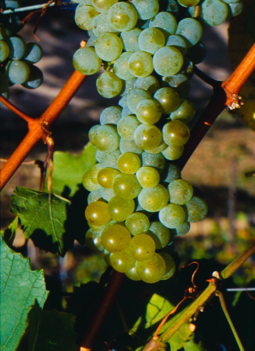 AustrianWineUK's tweet photo. #Neuburger is particularly found in drier areas such as the Thermenregion. In Burgenland, it may be used alongside #PinotBlanc, #Chardonnay and #GrünerVeltliner for white Leithaberg DAC. It produces very good #Qualitätswein and #Prädikat wines. #Austrianfacts https://t.co/OUVmd2Axm6