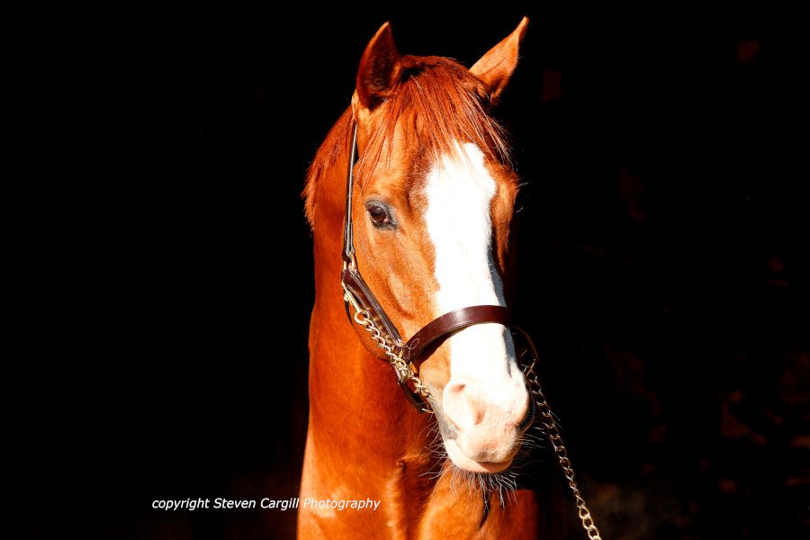 ChapelStud tweet picture