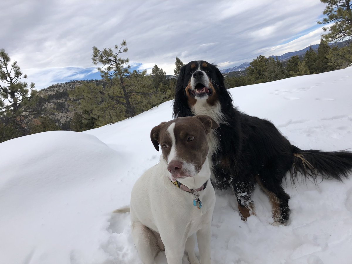 AdventureOlli's tweet photo. 60 degree weather, 7 mile hike, AND snow!!!!! This is Olli’s favorite kind of day! #takemetothemountains #bernesemountaindog #adventuregirls #mountainhikes #snow https://t.co/SHYGPqoRTB