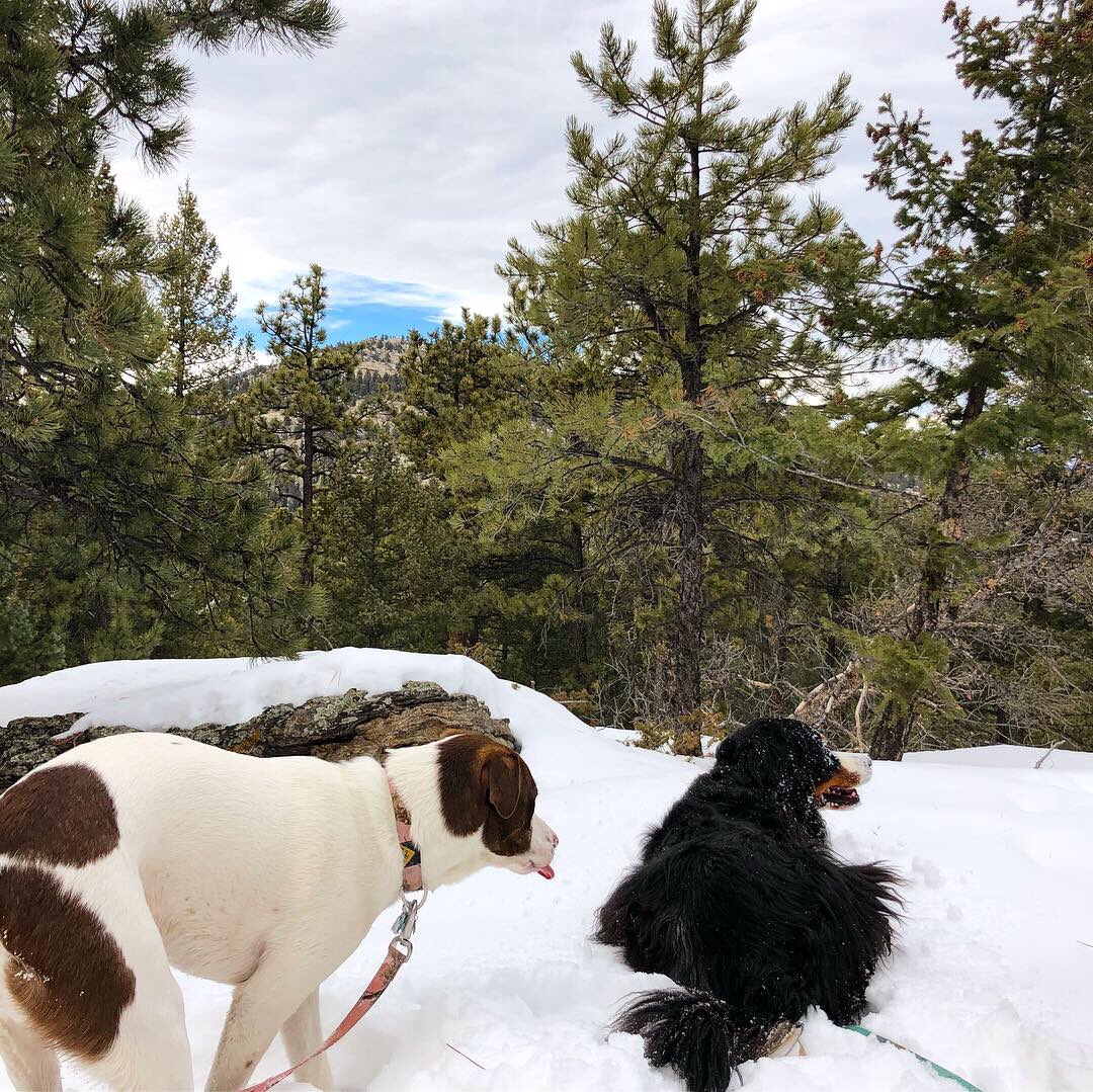 AdventureOlli's tweet photo. 60 degree weather, 7 mile hike, AND snow!!!!! This is Olli’s favorite kind of day! #takemetothemountains #bernesemountaindog #adventuregirls #mountainhikes #snow https://t.co/SHYGPqoRTB