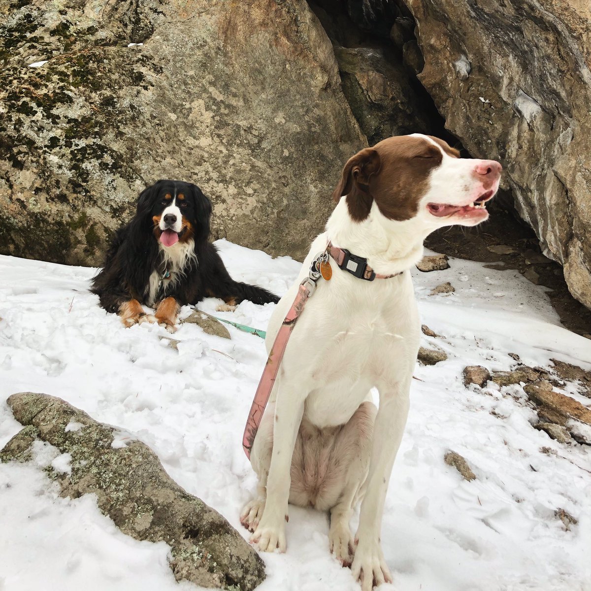 AdventureOlli's tweet photo. 60 degree weather, 7 mile hike, AND snow!!!!! This is Olli’s favorite kind of day! #takemetothemountains #bernesemountaindog #adventuregirls #mountainhikes #snow https://t.co/SHYGPqoRTB